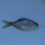 【タナゴ釣り 小物釣り】下手賀沼の周辺にあるホソで小物釣り エサ：グルテン1(ワン) 2024年12月上旬