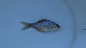 【タナゴ釣り 小物釣り】下手賀沼の周辺にあるホソで小物釣り エサ：グルテン1(ワン) 2024年12月上旬
