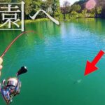 【爆釣！】100匹超えができる管理釣り場に行く【エリアトラウト　白馬八方ニレ池フィッシングセンター】