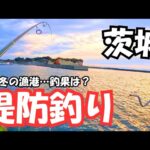 茨城県 堤防釣り 寒さが身に染みた…12月釣果は？