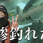 やっと釣れた！12月の引縄釣りで鯵ゲット！