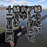 鱗のないアレ釣って 新竿鱗付け 12月3週