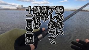 鱗のないアレ釣って 新竿鱗付け 12月3週