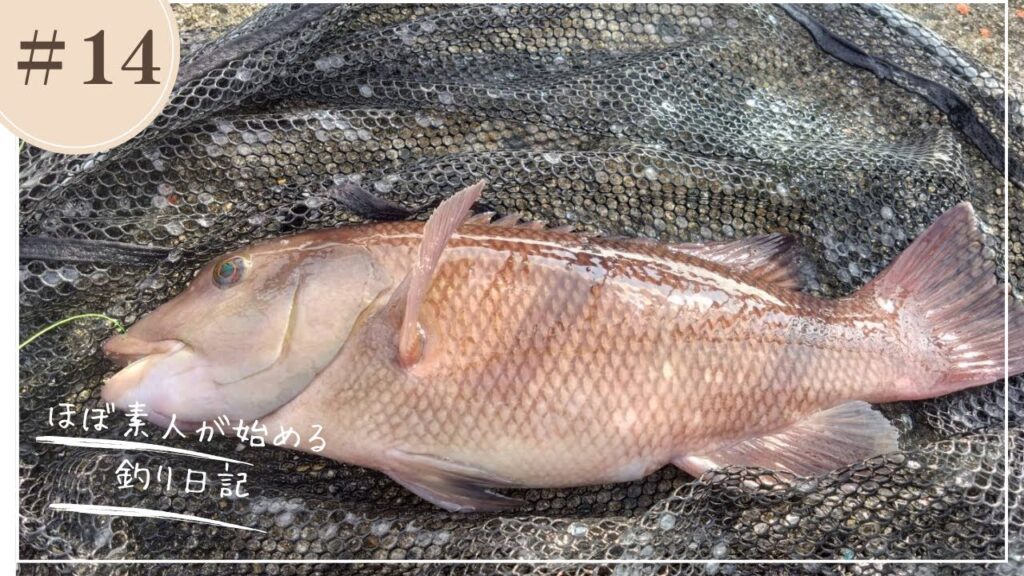 第14話　平磯海釣り公園　コブダイ釣り