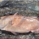 第14話　平磯海釣り公園　コブダイ釣り