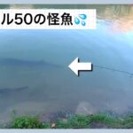 誇張表現します💦ぶるぴんさんと1メートル50の怪魚と大きなマスに出会う✨【エリアトラウト】【管理釣り場】【蛇尾川フィッシングパーク】