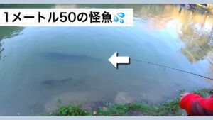誇張表現します💦ぶるぴんさんと1メートル50の怪魚と大きなマスに出会う✨【エリアトラウト】【管理釣り場】【蛇尾川フィッシングパーク】