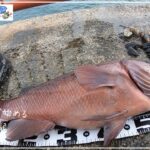 第15話　平磯海釣り公園　コブダイ釣り2