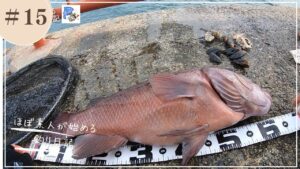 第15話　平磯海釣り公園　コブダイ釣り2