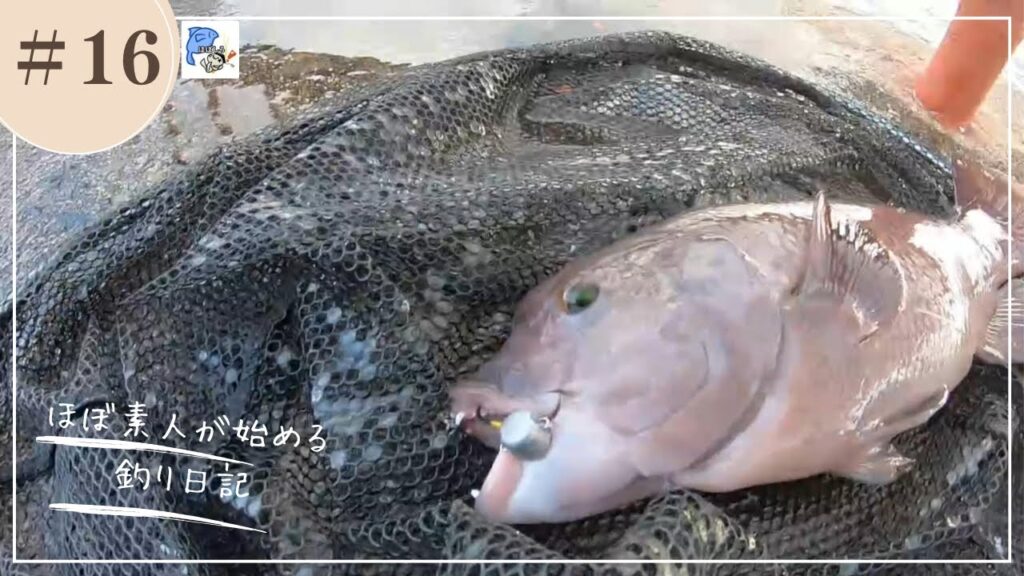 第16話【君も今年の冬はコブダイを釣らないかい　平磯海釣り公園　前編】
