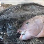 第16話【君も今年の冬はコブダイを釣らないかい　平磯海釣り公園　前編】