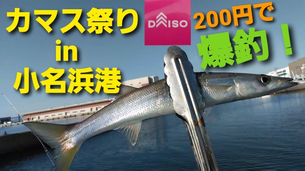 【海釣り】小さな漁港で想定外の【カマス祭り】200円の仕掛けで大漁‼　Great catch of barracuda