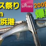 【海釣り】小さな漁港で想定外の【カマス祭り】200円の仕掛けで大漁‼　Great catch of barracuda
