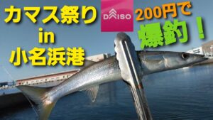 【海釣り】小さな漁港で想定外の【カマス祭り】200円の仕掛けで大漁‼　Great catch of barracuda