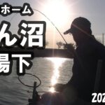 【びん沼　墓場下】久々のホームでヘラブナ釣り！やはりびん沼はすごいです！！2020.11.11