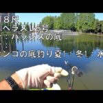 マブナ釣り・別所沼（埼玉県）2021/8/1