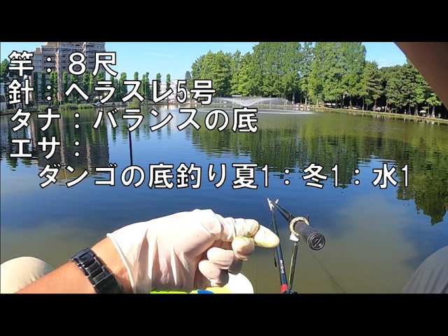 マブナ釣り・別所沼（埼玉県）2021/8/1