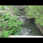 【小鮒釣り？ 小物釣り】印旛沼近くの草木に覆われた用水路で小物釣り エサ：グルテンワン 2023年3月下旬