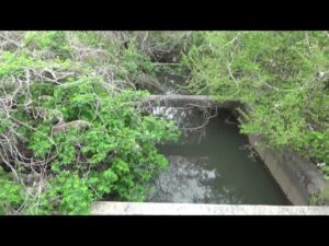 【小鮒釣り？ 小物釣り】印旛沼近くの草木に覆われた用水路で小物釣り エサ：グルテンワン 2023年3月下旬