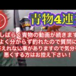 【浜名湖 遠州灘】青物 回遊魚 連発 2024 釣り 泳がせ アジ いきなりデカい たまった青物動画①