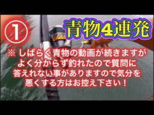 【浜名湖 遠州灘】青物 回遊魚 連発 2024 釣り 泳がせ アジ いきなりデカい たまった青物動画①