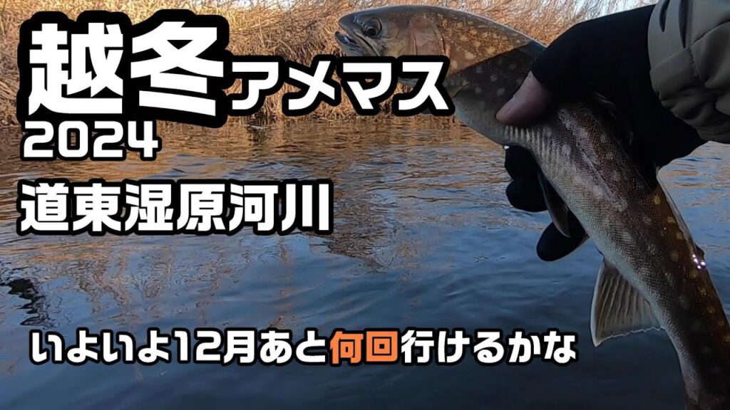越冬アメマス2024 道東湿原河川【渓流釣り】いよいよ12月あと何回行けるかな