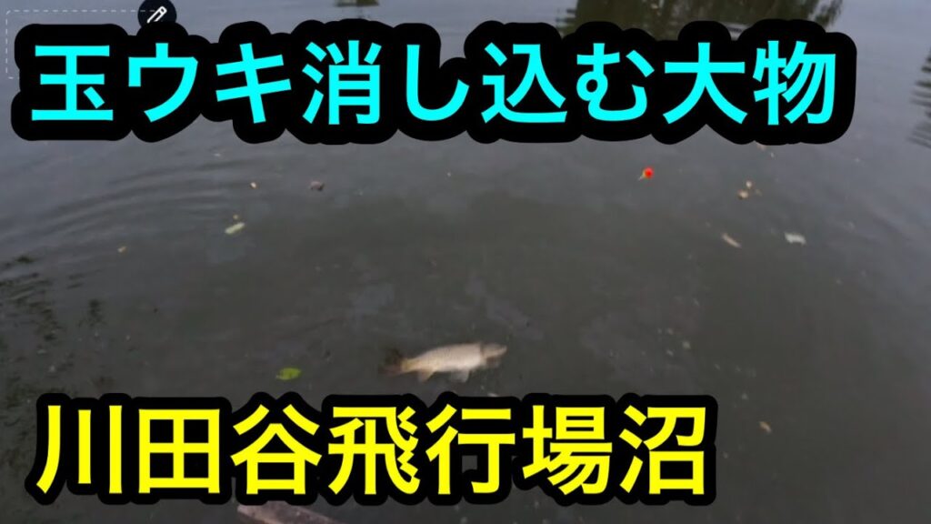 「玉ウキ消し込む大物」川田谷飛行場沼2024.11.14