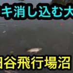 「玉ウキ消し込む大物」川田谷飛行場沼2024.11.14