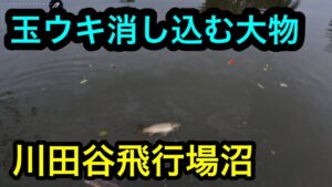 「玉ウキ消し込む大物」川田谷飛行場沼2024.11.14