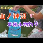 早朝に山ノ神沼前のカクカク水路で釣り【埼玉県蓮田市】2024.8 small fish fishing/woman fishing