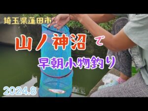 早朝に山ノ神沼前のカクカク水路で釣り【埼玉県蓮田市】2024.8 small fish fishing/woman fishing