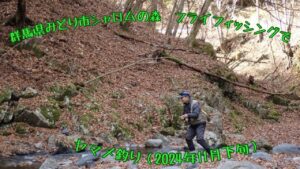 群馬県みどり市シャロムの森 フライフィッシングでヤマメ釣り(2024年11月下旬)