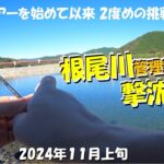 ２回目の根尾川管理釣り場挑戦で撃沈【2024年11月上旬】