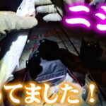 【釣り】ニシン・北海道・待ってました・開幕！？冬の味覚：2024年12月