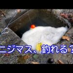 2024渓流釣りファイナル「9/30でも、ニジマスは釣れる！？」