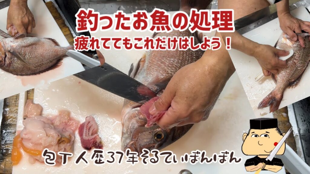 #284【海上釣り堀で釣ったお魚の下処理】釣りから帰ったら疲れててもこれだけは頑張ろう！