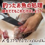 #284【海上釣り堀で釣ったお魚の下処理】釣りから帰ったら疲れててもこれだけは頑張ろう！