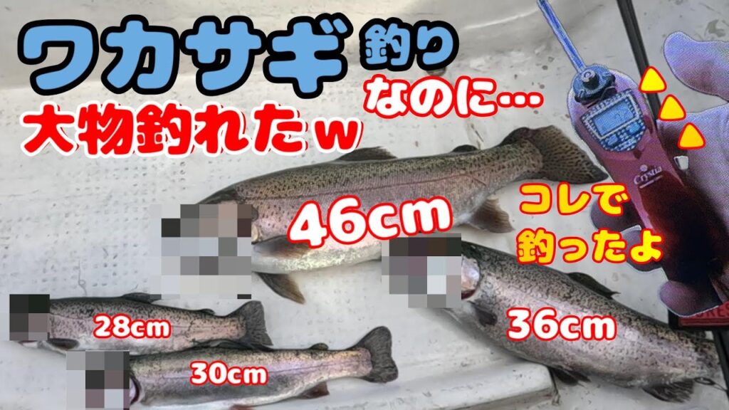 【ワカサギ釣り】ワカサギ釣りに行ったら外道連発！28～46㎝の外道とナイロンハリス0 4号の電動リールで闘ったあの日【東古屋湖】釣り上げた魚はヤシオマスだったので、食べたら美味しかった♡