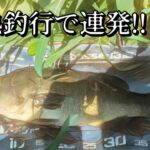 手賀沼水系　　灼熱釣行で2連続フィッシュ！！【手賀沼】#fishing #釣り