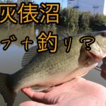 灰俵沼3連戦からの丸堀！！ヘラブナ釣り！