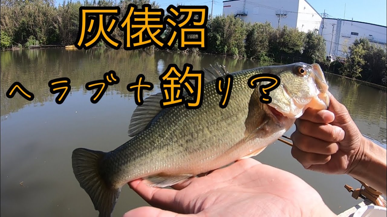 灰俵沼3連戦からの丸堀!!ヘラブナ釣り!