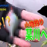 【小物釣り】早朝のびん沼にタナゴ釣りに行ったらヤベーの釣れた・・・【4k】