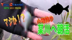 【小物釣り】早朝のびん沼にタナゴ釣りに行ったらヤベーの釣れた・・・【4k】