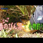 【小物釣り】埼玉県 さくら満開のびん沼でタナゴ釣り【4k】