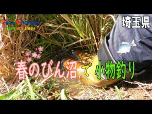 【小物釣り】埼玉県 さくら満開のびん沼でタナゴ釣り【4k】