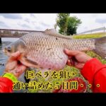 【ヘラブナ釣り】乗っ込みの柴山沼。巨べらを追った5日間