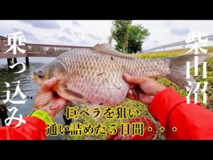 【ヘラブナ釣り】乗っ込みの柴山沼。巨べらを追った5日間