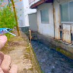 住宅脇の小さな水路で50オーバーの「ぬし」を釣り上げた。