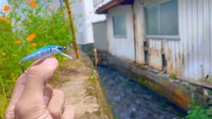 住宅脇の小さな水路で50オーバーの「ぬし」を釣り上げた。