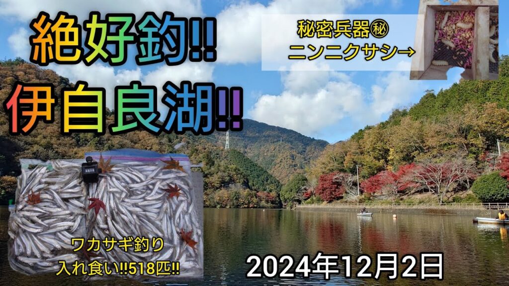 絶好釣‼️伊自良湖‼️ワカサギ入れ食い‼️518匹‼️秘密兵器㊙ニンニクサシの威力とは？2024年12月2日
